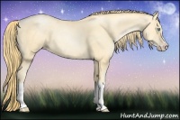 Horse Color:Buckskin Pearl Splash 