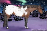 Horse Color:Bay Snowcap 