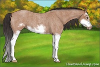 Horse Color:Bay Roan Splash Frame