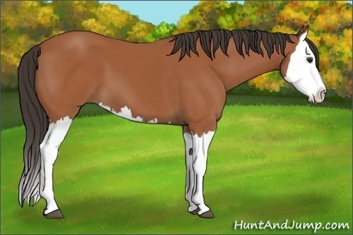 Horse Color:Bay Splash 