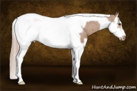 Horse Color:Chestnut Splash Tobiano Frame Appaloosa 