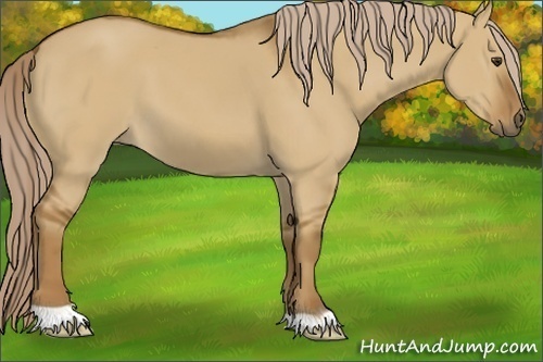 Horse Color: Chocolate Palomino Dun 