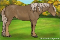 Horse Color:Chocolate Palomino 