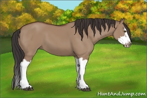 Horse Color: Bay Dun Splash Frame 