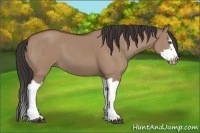 Horse Color:Bay Dun Splash Frame 