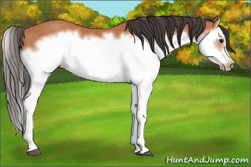 Horse Color: Bay Splash Frame 