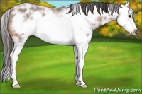 Horse Color:Bay Ice Roan Splash Frame Appaloosa 