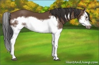 Horse Color:Bay Splash Frame 