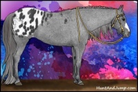 Horse Color:Black Appaloosa