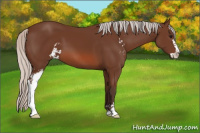 Horse Color:Silver Bay Sabino