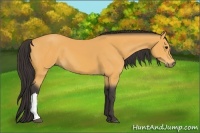 Horse Color:Buckskin 