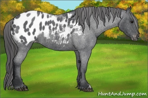 Horse Color:Blue Roan Appaloosa