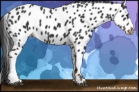 Horse Color:Liver Chestnut Leopard 