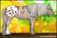 Horse Color:Chestnut Appaloosa 