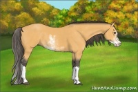 Horse Color:Buckskin Sabino