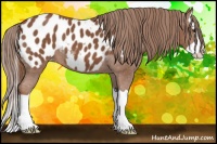 Horse Color:Chestnut Splash Appaloosa 