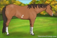 Horse Color:Bay Splash Frame 