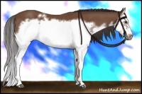 Horse Color:Bay Splash Frame 
