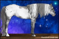 Horse Color:Black Frame Appaloosa