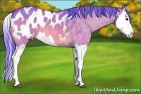 Horse Color:Watercolor Brown Dun Splash Appaloosa 