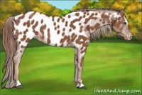 Horse Color:Chestnut Sabino Near Leopard 