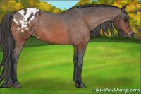 Horse Color:Brown Appaloosa 