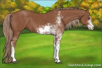 Horse Color:Chestnut Sabino 