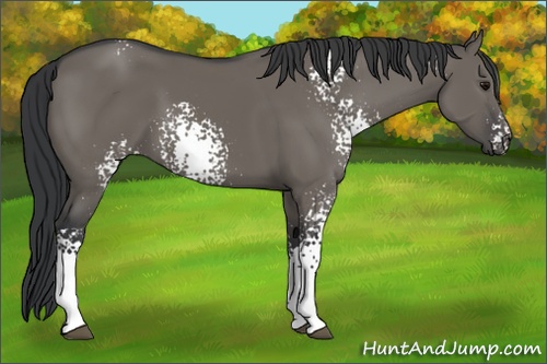 Horse Color: White Spotted Grullo 