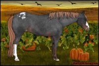 Horse Color:Liver Chestnut Appaloosa 