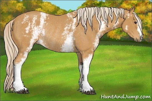 Horse Color:White Spotted Palomino Rabicano