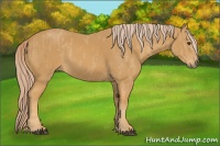 Horse Color:Palomino Splash  Brindle