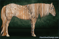 Horse Color:Cremello Roan Splash  Brindle
