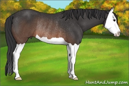 Horse Color: Brown Splash Rabicano 