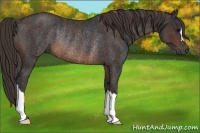 Horse Color:Brown Rabicano  Brindle