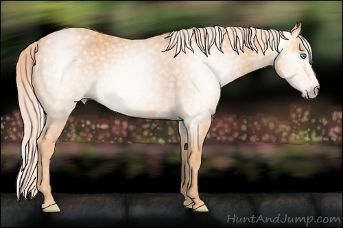 Horse Color:Gray Cremello Splash  Brindle