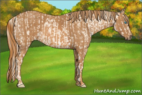 Horse Color:Cremello Splash Brindle