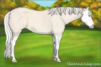 Horse Color:Cremello Splash  Brindle