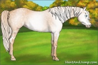 Horse Color:Gray Cremello Splash  Brindle