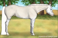 Horse Color:Cremello Splash Rabicano  Brindle
