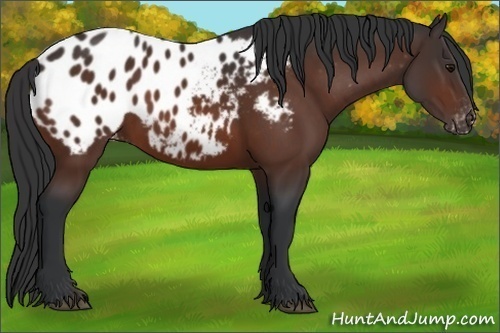 Horse Color: Brown Blanket Rabicano 