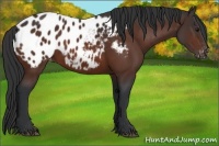 Horse Color:Brown Appaloosa Rabicano 