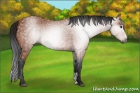 Horse Color:Gray Bay Sabino 