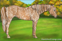 Horse Color:Cremello Splash  Brindle