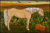 Horse Color:Palomino 