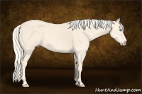 Horse Color:Cremello Splash  Brindle