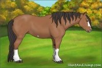 Horse Color:Bay Splash Frame