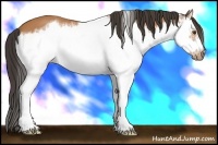 Horse Color:Bay Splash Frame