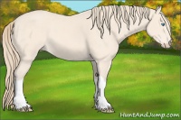 Horse Color:Perlino 