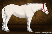 Horse Color:Cremello Splash Brindle