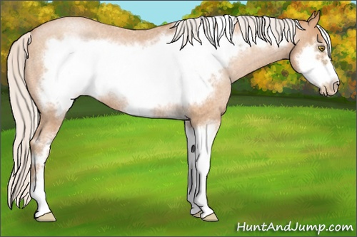 Horse Color: Silver Bay Roan Pearl Sabino Frame Rabicano 